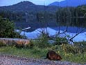 Busy beaver by Garden Bay Lake