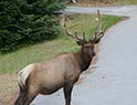 Resident elk crossing in front of the Enchanter