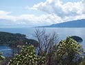 Flowering arbutus trees on Pender Hill