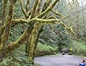 Hike through the enchanted rainforest at Skookumchuck Provincial Park